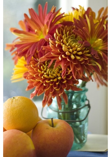 3 Adet Yıldız Çiçeği Soğanı ( Dahlıa Yumrusu) Turuncu Sarı