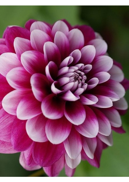 3 Adet Yıldız Çiçeği Soğanı ( Dahlıa Yumrusu) Ebruli Koyu Pembe