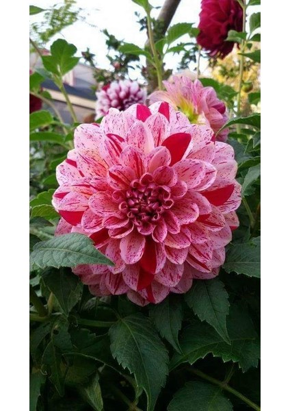 3 Adet Yıldız Çiçeği Soğanı ( Dahlıa Yumrusu) Kırçıllı Pembe