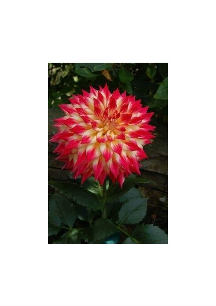 3 Adet Yıldız Çiçeği Soğanı ( Dahlıa Yumrusu) Pembe Uçlu Sarı