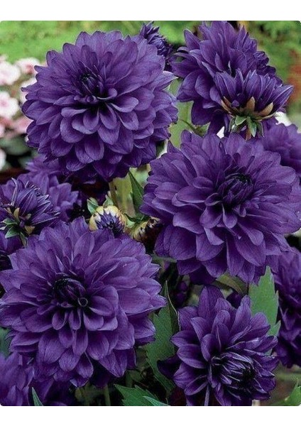 3 Adet Yıldız Çiçeği Soğanı ( Dahlıa Yumrusu) Küllü Mor