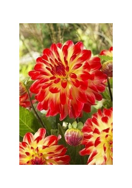 3 Adet Yıldız Çiçeği Soğanı ( Dahlıa Yumrusu) Kırmızı Sarı Ebruli