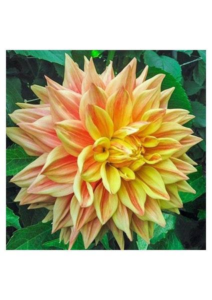 3 Adet Yıldız Çiçeği Soğanı ( Dahlıa Yumrusu) Somon Geçişli Sarı