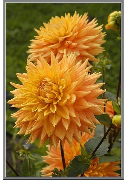 3 Adet Yıldız Çiçeği Soğanı ( Dahlıa Yumrusu) Pastel Turuncu