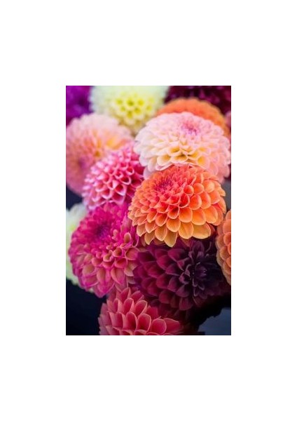 Yıldız Çiçeği Soğanı ( Dahlıa Yumrusu) 5 Adet Karışık Pembe Tonlar