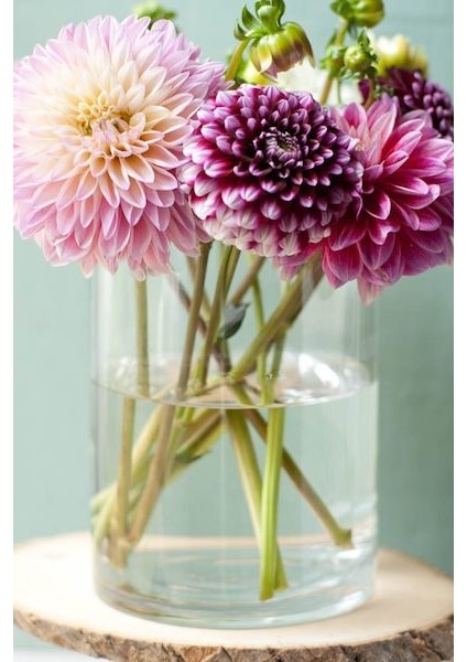 Yıldız Çiçeği Soğanı ( Dahlıa Yumrusu) 3 Adet Karışık Renkli