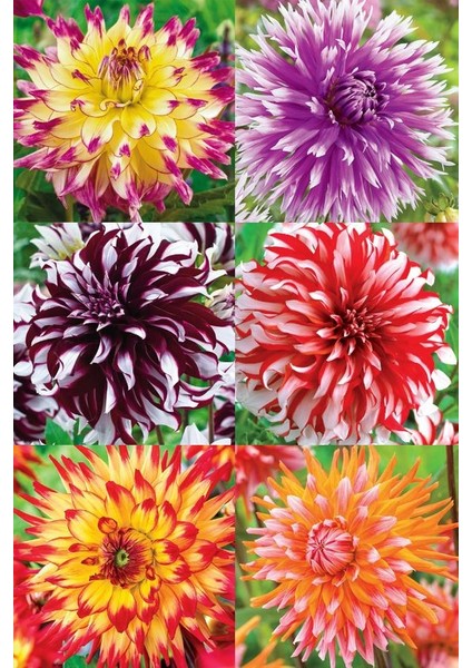 Yıldız Çiçeği Soğanı ( Dahlıa Yumrusu) 6 Adet Kırçıllı Ebruli