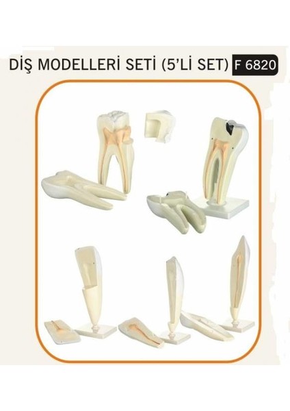 Diş Modelleri Seti (5' Li Set )