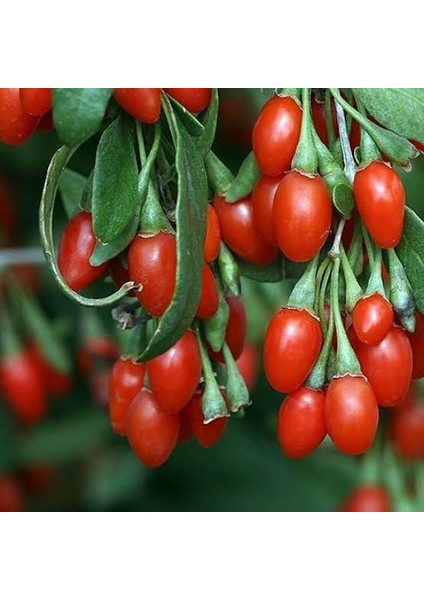 Saksıda Jumbo Iri Taneli Gojiberry Fidanı