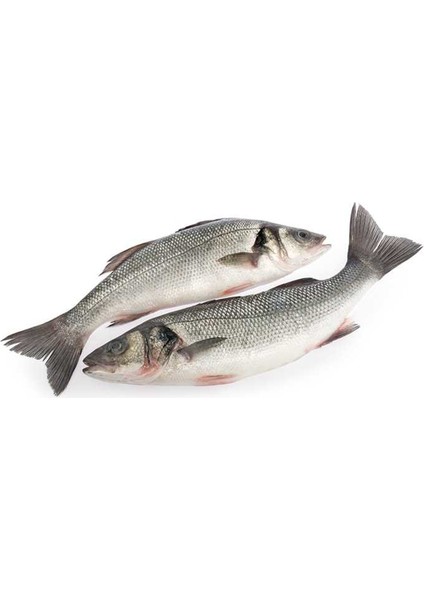 Balık Levrek 1 kg