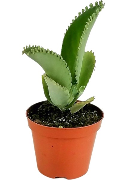 Aşkın Gözyaşı Çiçeği Mini (Kalanchoe Daigremontiana)