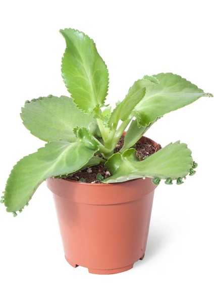 Aşkın Gözyaşı Çiçeği Mini (Kalanchoe Daigremontiana)