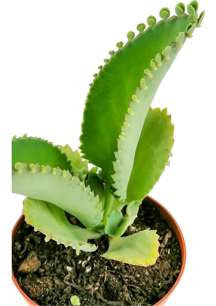 Aşkın Gözyaşı Çiçeği Mini (Kalanchoe Daigremontiana)