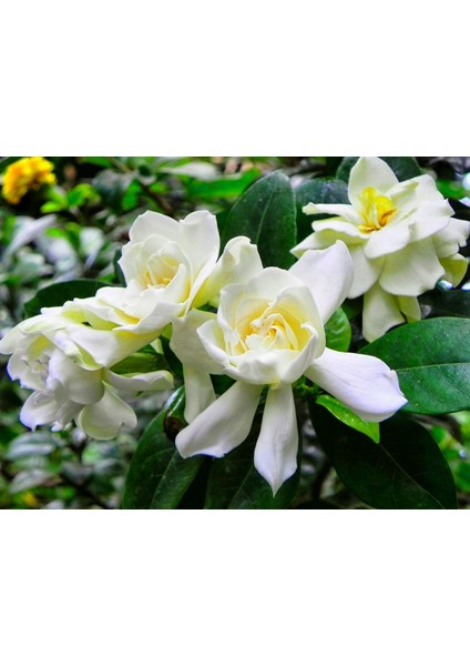 Gardenya Çiçeği Fidanı Saksılı 40 cm 60 cm