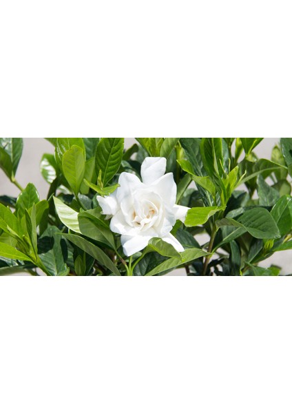 Gardenya Çiçeği Fidanı Saksılı 40 cm 60 cm