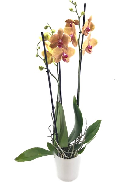 Çift Dal Turuncu Orkide - Phalaenopsis