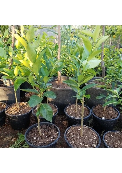 Saksılı Ultra Bodur Yediveren Limon Fidanı 20-30 cm Aşılı 2 Yaş