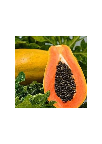 Bodur Papaya Fidanı Torbalı Sınırlı Stok