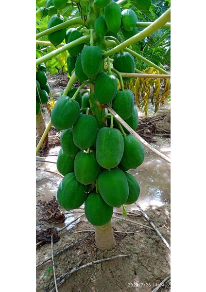 Bodur Papaya Fidanı Torbalı Sınırlı Stok