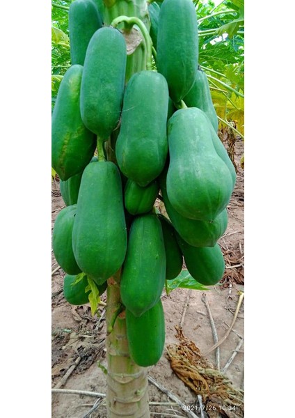 Bodur Papaya Fidanı Torbalı Sınırlı Stok