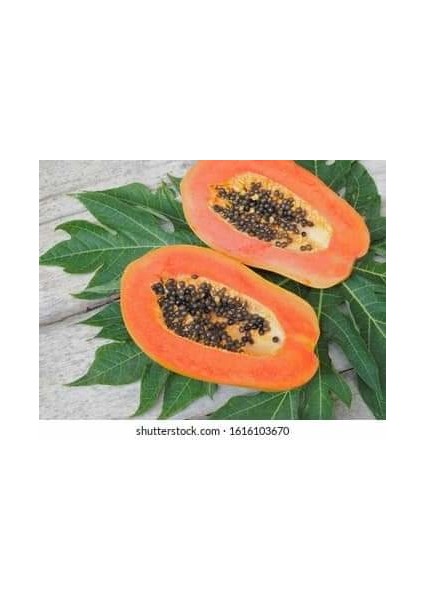 Tüplü Papaya Ağaç Kavunu Fidanı