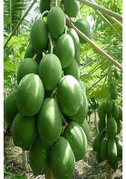 Tüplü Papaya Ağaç Kavunu Fidanı