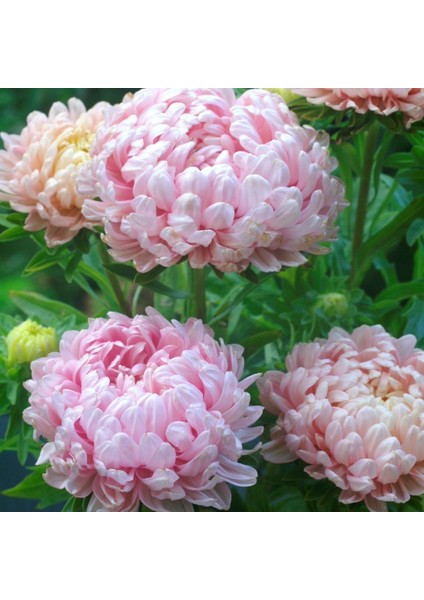 Soft Pembe Ponpon Aster Çiçeği Tohumu (50 Tohum)