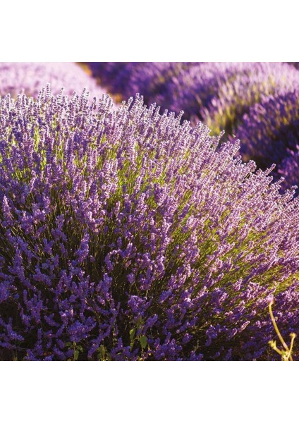Lavandula Angustifolia Lavanta Çiçeği TOHUMU(100 Adet)