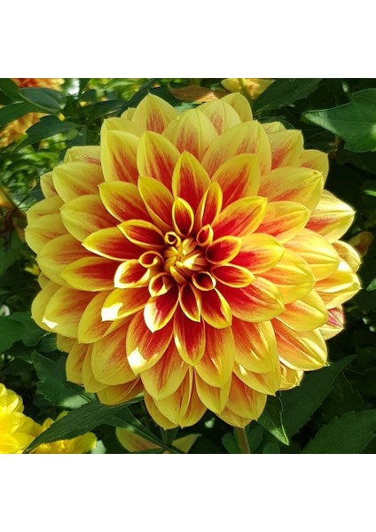 Super Yoga Elegans Golden Yellow Zinya Çiçeği Tohumu(40 Tohum)
