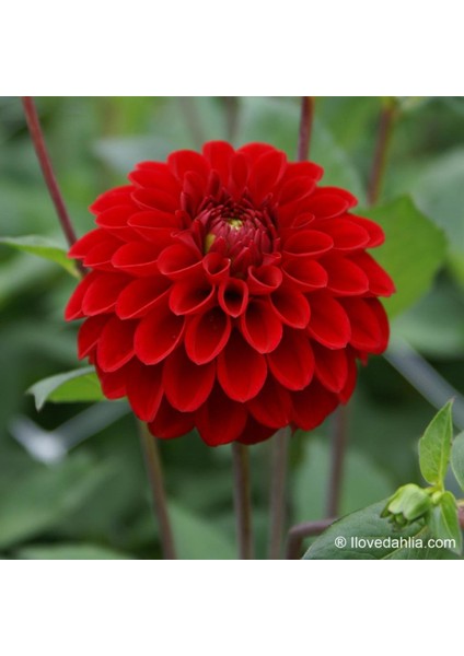 Super Yoga Elegans Dark Red Zinya Çiçeği Tohumu(40 Tohum)