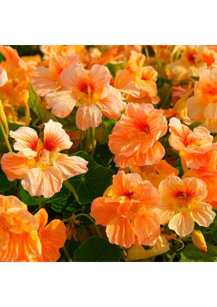 Somon Renkli Latin Çiçeği Tohumu (10 Adet)