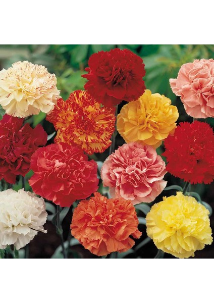Karışık Renkli Karanfil Çiçeği Tohumu (25 Tohum)
