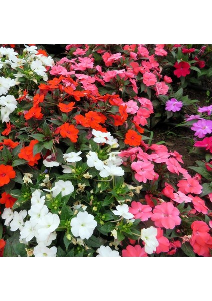 Saksılık Wallerine Carmine Bodur Cam Güzeli Çiçeği Tohumu(20 Tohum)