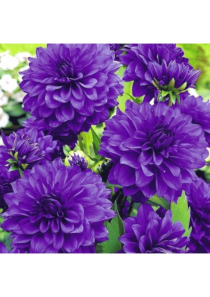 Super Yoga Elegans Purple Zinya Çiçeği Tohumu(40 Tohum)