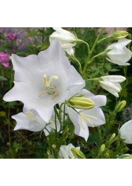 Karışık Fielgrown Kahkaha Çiçeği Tohumu (10 Tohum)