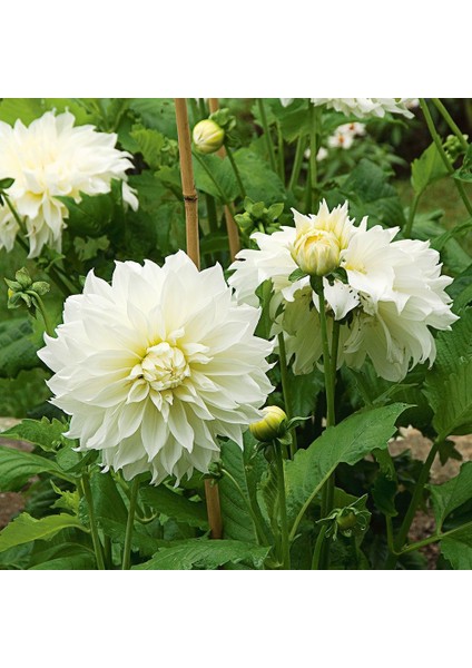 Super Yoga White Zinya Çiçeği Tohumu(40 Tohum)