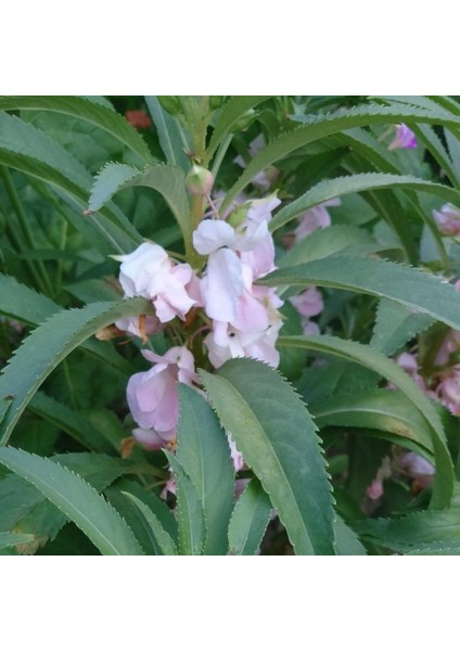 Balsamina Karışık Renkli Kına Çiçeği Tohumu (150 Tohum)