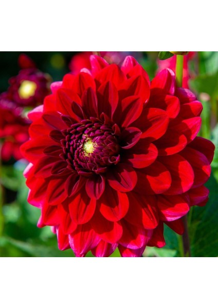 Super Yoga Scarlet Zinya Çiçeği Tohumu(40 Tohum)