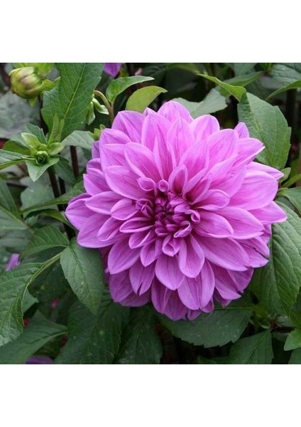 Super Yoga Rose Zinya Çiçeği Tohumu(40 Tohum)