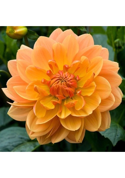 Super Yoga Elegans Orange Zinya Çiçeği Tohumu(40 Tohum)