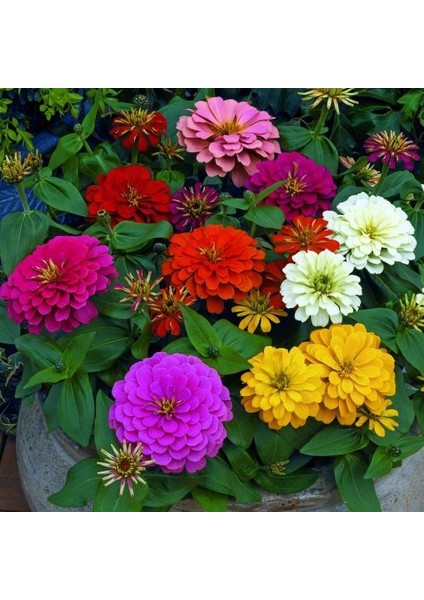 Karışık Kaliforniya Zinya Kirli Hanım Çiçeği Tohumu (50 Tohum)
