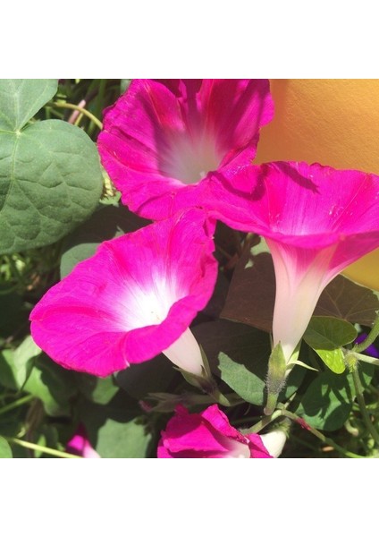 Crimson Rambler Gündüz Sefası Çiçeği Tohumu(10 Tohum)
