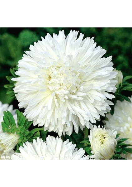 Bellis Perennis Beyaz Ponpon Ingiliz Çayır Papatyası Çiçeği TOHUMU(100 Tohum)