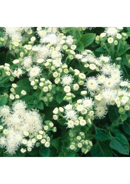 Beyaz Ageratum(Vapur Dumanı) Çiçeği Tohumu