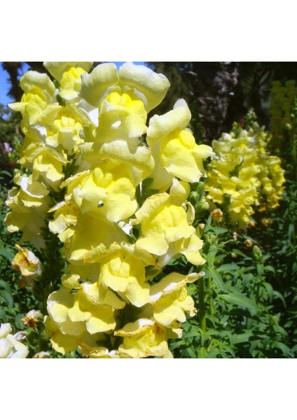 Sarı Renkli Aslanağzı Antirrhinum Braun-Blanquetii Tohumu(20 Tohum)