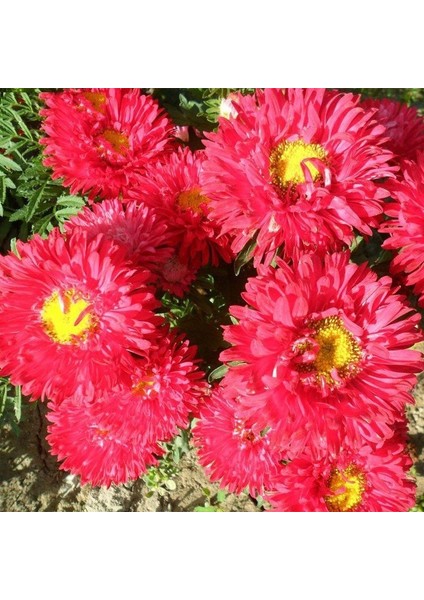 Ponpon Kırmızı Aster Çiçeği Tohumu(50 Tohum)