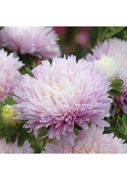 Lila Ponpon Aster Çiçeği Tohumu(50 Tohum)