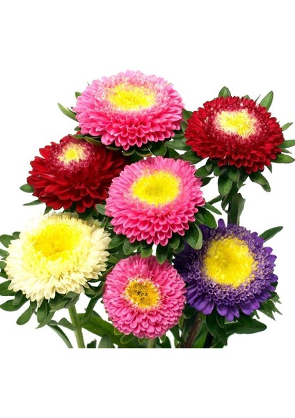 Hinomaru Ponpon Çiçeği Tohumu(50 Tohum)