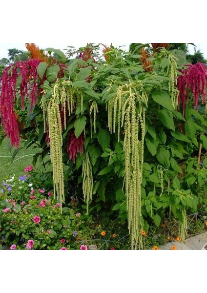 Yeşil Renkli Amaranthus(Horoz Ibiği) Çiçeği Tohumu(50 Tohum)
