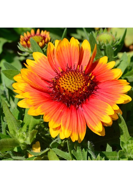Nadir Üç Renkli Rudbekya Çiçeği TOHUMU(100 Tohum)